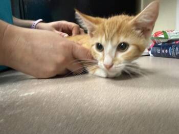 Lemon -  Domestic Short Hair Cat for Adoption in Salisbury, Maryland - Lemon | PetCurious