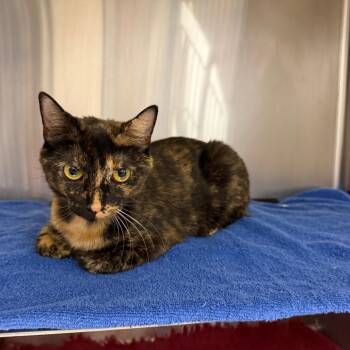 Sloan -  Domestic Short Hair Cat for Adoption in Buffalo, New York - Sloan | PetCurious