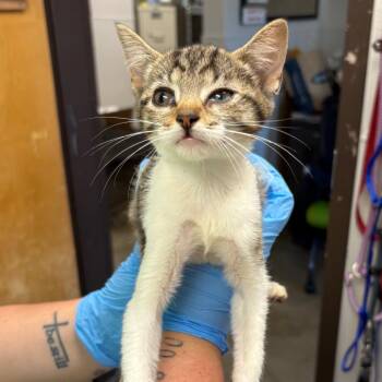 Devvy -  Domestic Short Hair Cat for Adoption in Columbiana, Alabama - Devvy | PetCurious