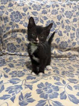 Potter -  Domestic Short Hair Cat for Adoption in Lovingston, Virginia - Potter | PetCurious