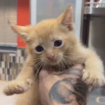 Rescue Domestic Short Hair Cats for Adoption in Sioux Falls, South Dakota - Archie | PetCurious