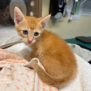 Butters -  Domestic Short Hair Cat for Adoption in Pasadena, California - Butters | PetCurious