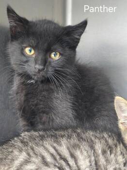 Panther -  Domestic Short Hair Cat for Adoption in Sullivan, Indiana - Panther | PetCurious