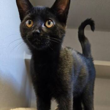 Vivi -  Domestic Short Hair Cat for Adoption in Washougal, Washington - Vivi | PetCurious