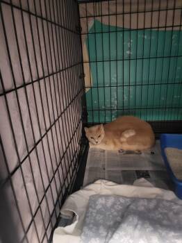 Rescue Domestic Short Hair Cats for Adoption in Muncie, Indiana - John | PetCurious