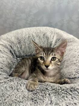 Rescue Domestic Short Hair Cats for Adoption in Sunrise, Florida - Bug | PetCurious