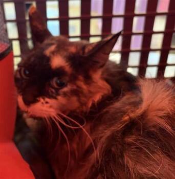61487873 -  Domestic Short Hair Cat for Adoption in El Paso, Texas - 61487873 | PetCurious