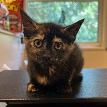 Domestic Short Hair Cats Available for Adoption in Lake Panasoffkee, Florida - Pasithea | PetCurious
