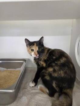 Cali B -  Domestic Short Hair Cat for Adoption in Savannah, Georgia - Cali B | PetCurious