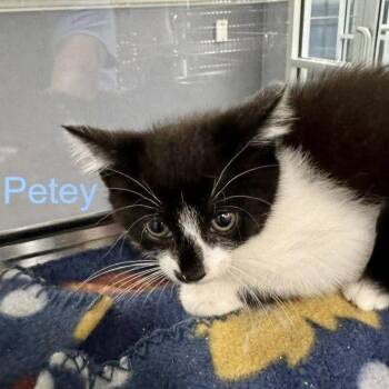 Domestic Short Hair Cats Available for Adoption in Hilton Head Island, South Carolina - Peter | PetCurious