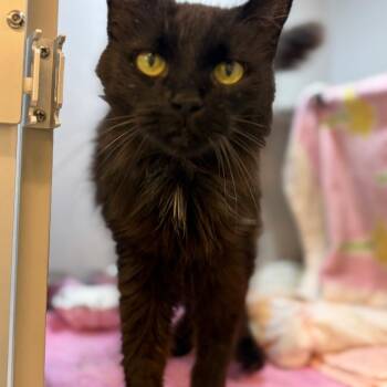 Tang -  Domestic Medium Hair Cat for Adoption in Pittsburgh, Pennsylvania - Tang | PetCurious