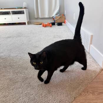 Pantera Scarborough -  Domestic Short Hair Cat for Adoption in Eagle Mountain, Utah - Pantera Scarborough | PetCurious