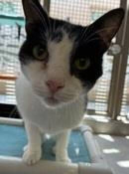 David -  Domestic Short Hair Cat for Adoption in Fort Worth, Texas - David | PetCurious