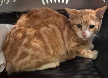Bolt -  Domestic Short Hair Cat for Adoption in Windsor, Connecticut - Bolt | PetCurious
