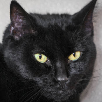 Rescue Domestic Short Hair Cats for Adoption in Lakewood, Colorado - Onyxia | PetCurious