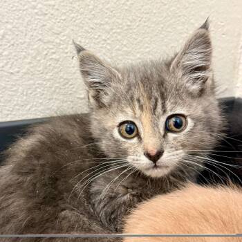 Mabel -  Domestic Medium Hair Cat for Adoption in Cody, Wyoming - Mabel | PetCurious