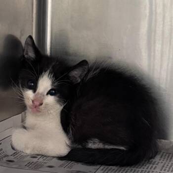 Domestic Short Hair Cats Available for Adoption in Lufkin, Texas - Burrito | PetCurious
