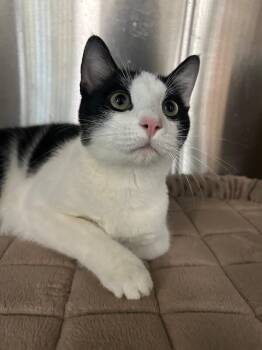 Tuck Tuck -  Domestic Short Hair Cat for Adoption in Elyria, Ohio - Tuck Tuck | PetCurious