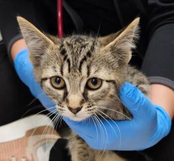 Peppercorn -  Domestic Short Hair Cat for Adoption in Lafayette, Indiana - Peppercorn | PetCurious