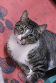 Mango -  Domestic Short Hair Cat for Adoption in Havertown, Pennsylvania - Mango | PetCurious