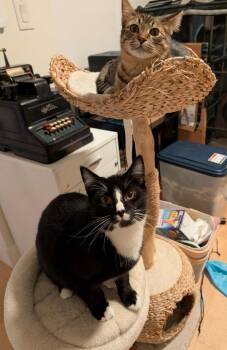 Rescue Domestic Short Hair Cats for Adoption in Seattle, Washington - Dumpling And Agnes | PetCurious