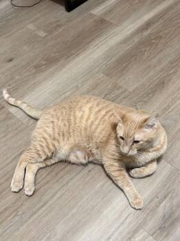 Domestic Short Hair Cats Available for Adoption - Tom | PetCurious