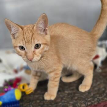 Jalapeno -  Domestic Short Hair Cat for Adoption in San Jacinto, California - Jalapeno | PetCurious