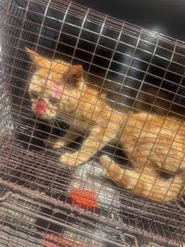 Domestic Short Hair Cats Available for Adoption - A652633 | PetCurious