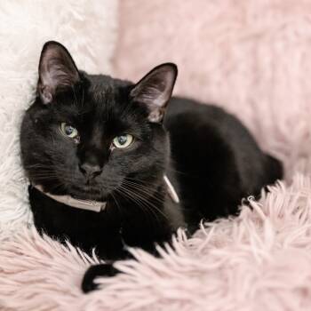 Rescue Domestic Short Hair Cats for Adoption in Fairfax Station, Virginia - Bobby | PetCurious