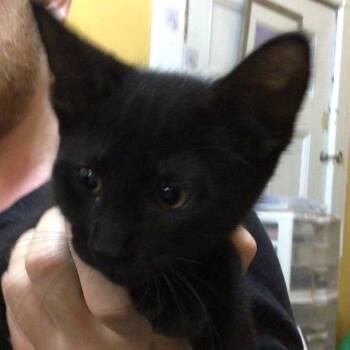 Torrent of darkness -  Domestic Medium Hair Cat for Adoption in New Orleans, Louisiana - Torrent Of Darkness | PetCurious