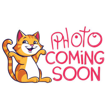 Rescue Domestic Short Hair Cats for Adoption in Riverside, California - Lady Pawsington | PetCurious