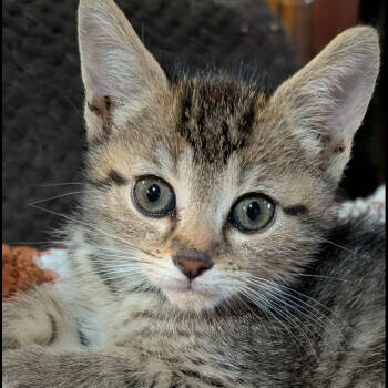 Rescue Domestic Short Hair Cats for Adoption in Nashville, Tennessee - Kai | PetCurious
