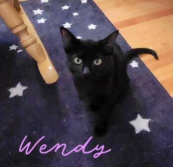 Rescue Domestic Short Hair Cats for Adoption in Lemont, Illinois - Wendy | PetCurious