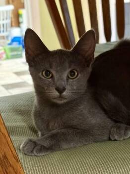 Charles Xavier -  Russian Blue and Domestic Short Hair Cat for Adoption in Port Republic, Maryland - Charles Xavier | PetCurious
