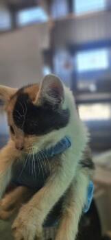Domestic Long Hair and Domestic Short Hair Cats Available for Adoption in Edgewood, New Mexico - Babs Bunny | PetCurious