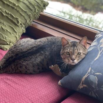 Hank the Tank -  Domestic Short Hair Cat for Adoption in Medina, Ohio - Hank The Tank | PetCurious