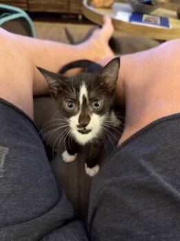 Domestic Medium Hair Cats Available for Adoption in Orlando, Florida - Dolly | PetCurious