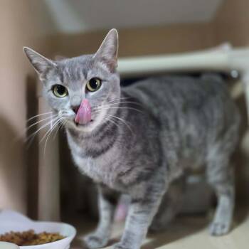 Charlotte -  Domestic Short Hair Cat for Adoption in Lexington, Kentucky - Charlotte | PetCurious
