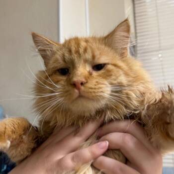 Domestic Medium Hair Cats Available for Adoption in Pekin, Illinois - Birthday Cake | PetCurious