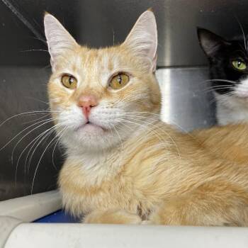 Odysseus -  Domestic Short Hair Cat for Adoption in Roanoke, Virginia - Odysseus | PetCurious