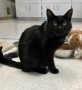 Sacha -  Domestic Medium Hair Cat for Adoption in Dublin, Ohio - Sacha | PetCurious