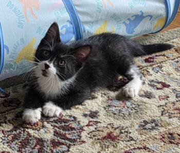 Ginger -  Domestic Short Hair Cat for Adoption in Port Washington, Wisconsin - Ginger | PetCurious