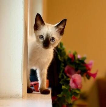 Armando Armie Azure -  Siamese and Domestic Short Hair Cat for Adoption in Friendswood, Texas - Armando Armie Azure | PetCurious