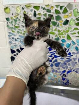 LORI -  Domestic Short Hair Cat for Adoption in Pensacola, Florida - LORI | PetCurious
