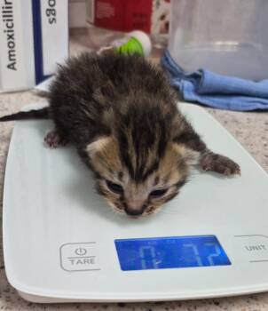 Boots -  Domestic Short Hair Cat for Adoption in Christiansburg, Virginia - Boots | PetCurious