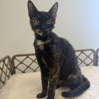 Dora -  Domestic Short Hair Cat for Adoption in Houston, Texas - Dora | PetCurious