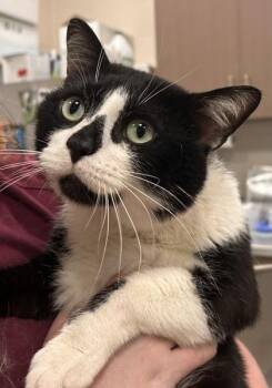Odyssey -  Domestic Short Hair Cat for Adoption in Fishers, Indiana - Odyssey | PetCurious