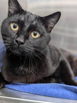 Domestic Short Hair Cats Available for Adoption in Plainfield, New Jersey - Link | PetCurious