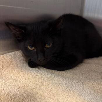 Domestic Short Hair Cats Available for Adoption in Englewood, Florida - Caviar | PetCurious