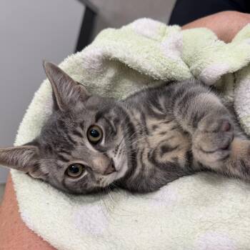 Ryerson -  Tabby Cat for Adoption in Markdale, Ontario - Ryerson | PetCurious